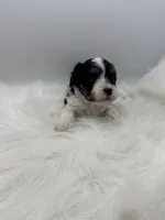Gidget, a male Cavapoo for sale in Mena, AR – 2 of 7