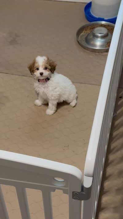 Cocoa, a female Poodle - Toy  for sale in Mena, AR – 5 of 5