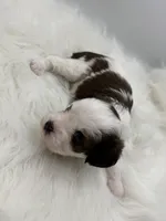 Buck, a male Cavapoo for sale in Mena, AR – 8 of 8