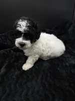 Minnie, a female Poodle - Toy  for sale in Mena, AR – 7 of 7