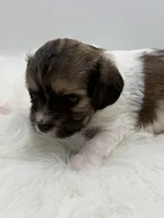 Jasper, a male Cavapoo for sale in Mena, AR – 3 of 7