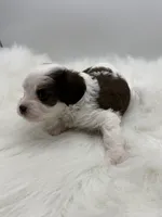 Buck, a male Cavapoo for sale in Mena, AR – 5 of 8