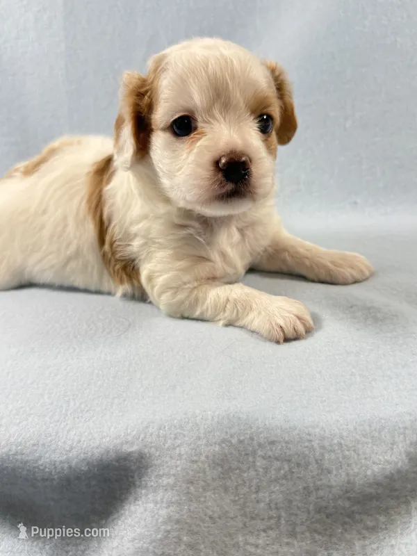 Milo – Cavapoo puppy for sale in Mena, AR