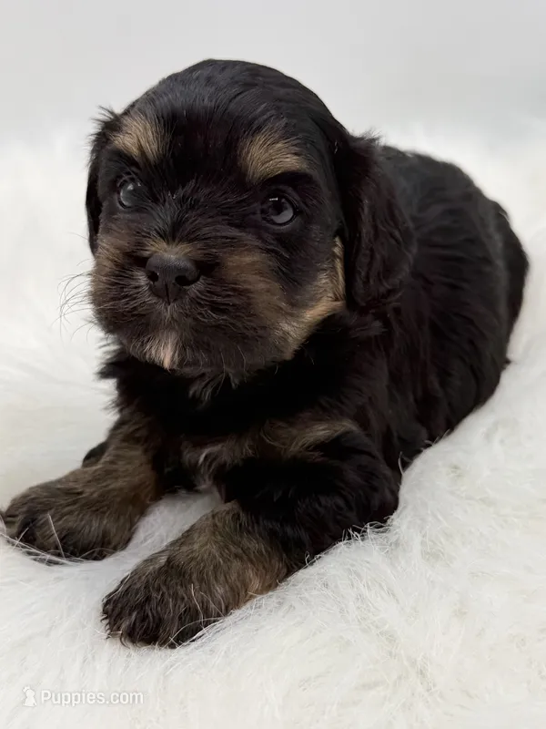 Magnum – Cavapoo puppy for sale in Mena, AR