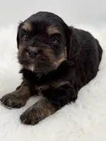 Magnum, a male Cavapoo for sale in Mena, AR – 1 of 7