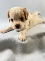 Milo, a male Cavapoo for sale in Mena, AR – 6 of 7