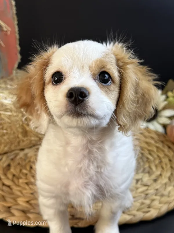 Milo – Cavapoo puppy for sale in Mena, AR