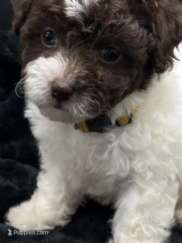 Clover  – Poodle - Toy  puppy for sale in Mena, AR