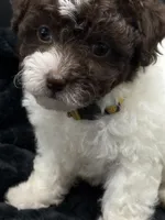 Clover , a female Poodle - Toy  for sale in Mena, AR – 1 of 5