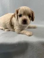 Milo, a male Cavapoo for sale in Mena, AR – 2 of 7