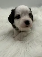 Buck, a male Cavapoo for sale in Mena, AR – 3 of 8