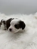 Buck, a male Cavapoo for sale in Mena, AR – 6 of 8