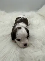 Buck, a male Cavapoo for sale in Mena, AR – 4 of 8