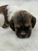 Jasper, a male Cavapoo for sale in Mena, AR – 6 of 7