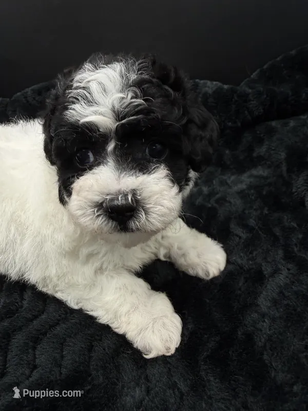Minnie – Poodle - Toy  puppy for sale in Mena, AR