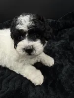 Minnie, a female Poodle - Toy  for sale in Mena, AR – 1 of 7