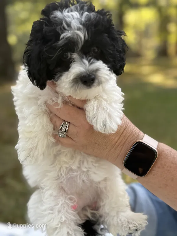 Minnie – Poodle - Toy  puppy for sale in Mena, AR