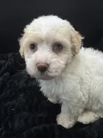 Teddy, a male Poodle - Toy  for sale in Mena, AR – 4 of 5