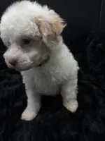Daizy , a female Poodle - Toy  for sale in Mena, AR – 6 of 8
