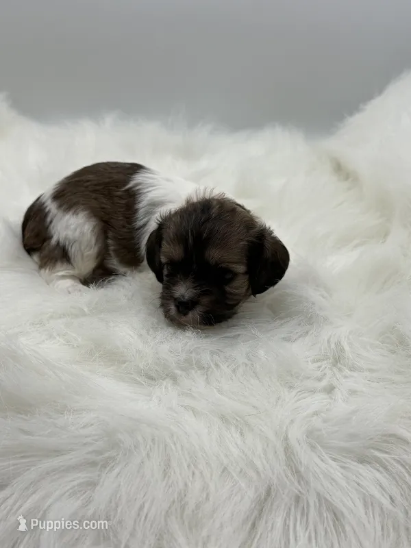 Jasper – Cavapoo puppy for sale in Mena, AR