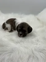 Jasper, a male Cavapoo for sale in Mena, AR – 1 of 7