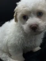 Teddy, a male Poodle - Toy  for sale in Mena, AR – 5 of 5