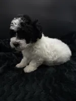 Minnie, a female Poodle - Toy  for sale in Mena, AR – 6 of 7