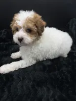 Cocoa, a female Poodle - Toy  for sale in Mena, AR – 3 of 5