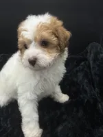 Cocoa, a female Poodle - Toy  for sale in Mena, AR – 2 of 5