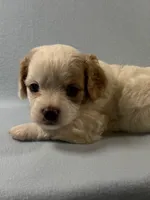 Milo, a male Cavapoo for sale in Mena, AR – 3 of 7