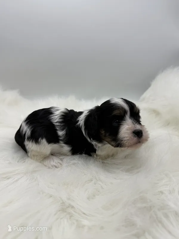 Gidget – Cavapoo puppy for sale in Mena, AR