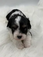 Gidget, a male Cavapoo for sale in Mena, AR – 3 of 7