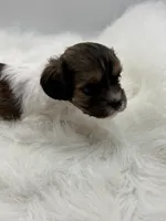 Jasper, a male Cavapoo for sale in Mena, AR – 7 of 7
