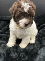 Clover , a female Poodle - Toy  for sale in Mena, AR – 2 of 5