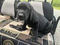 Shine's boy, a male Labrador Retriever for sale in Dyersburg, TN – 3 of 3