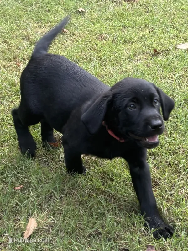 Shine's Pink Girl – Labrador Retriever puppy for sale in Dyersburg, TN