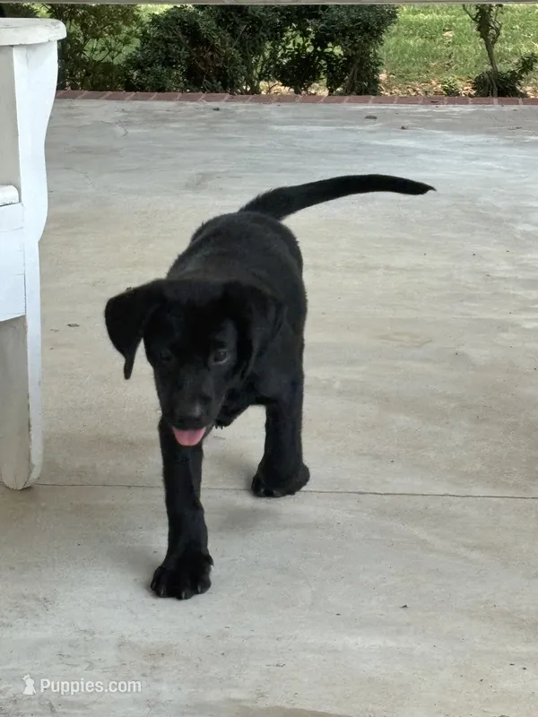 Shine's boy – Labrador Retriever puppy for sale in Dyersburg, TN