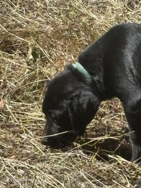 Shine's boy – Labrador Retriever puppy for sale in Dyersburg, TN
