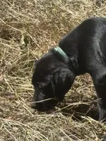 Shine's boy, a male Labrador Retriever for sale in Dyersburg, TN – 1 of 4