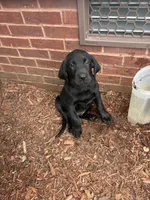 Shine's boy, a male Labrador Retriever for sale in Dyersburg, TN – 2 of 3