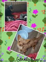 Tinkerbell, a female Chihuahua for sale in San Antonio, TX – Photo 3 of 4