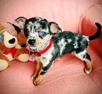 Tinkerbell, a female Chihuahua for sale in San Antonio, TX – Photo 1 of 4