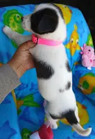 Panda, a female Labrador Retriever and Miniature Australian Shepherd for sale in San Antonio, TX – Photo 3 of 4