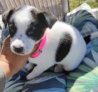 Panda, a female Labrador Retriever and Miniature Australian Shepherd for sale in San Antonio, TX – Photo 2 of 4