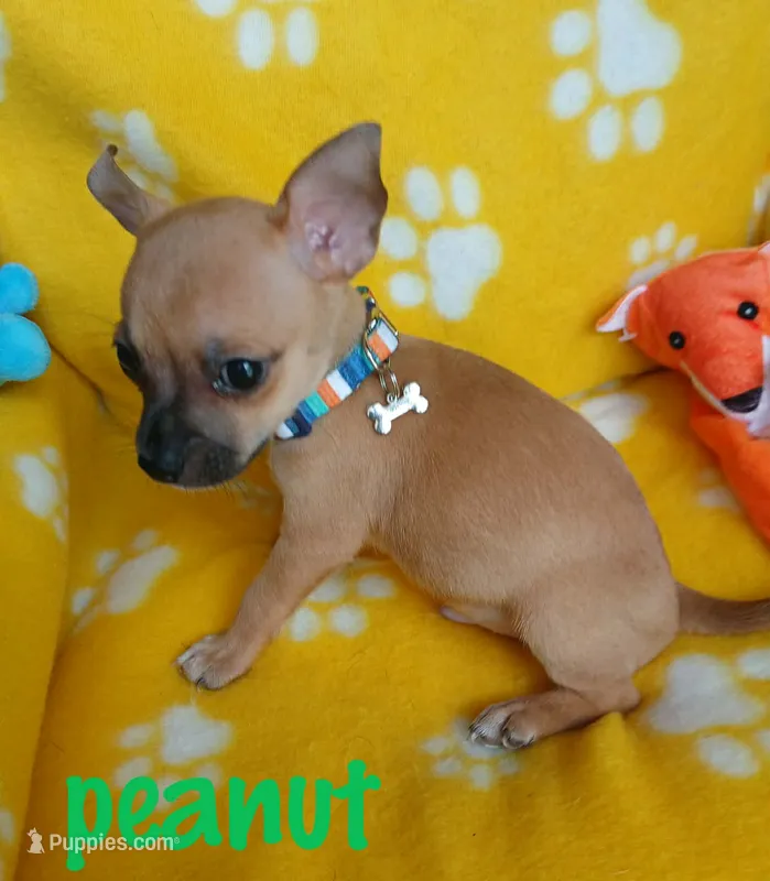 Peanut, a male Chihuahua for sale in San Antonio, TX – 1 of 1