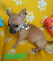 Peanut, a male Chihuahua for sale in San Antonio, TX – 1 of 1