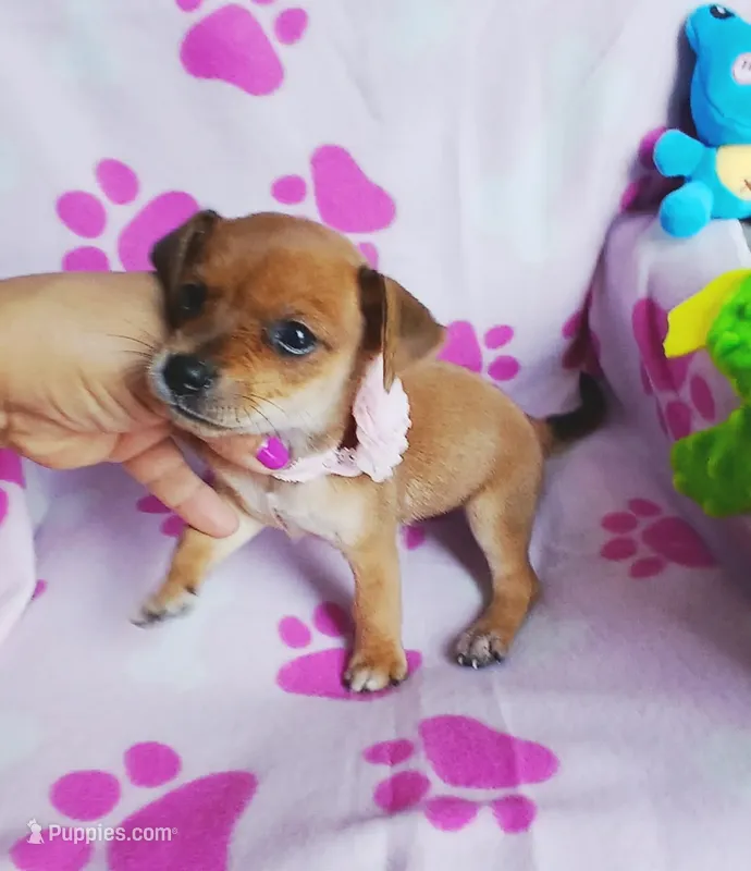 Ginger – Chihuahua, Chiweenie puppy for sale in Devine, TX
