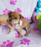 Ginger, a female Chihuahua and Chiweenie for sale in Devine, TX – 1 of 4