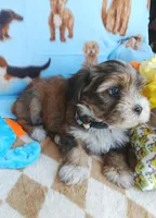 Nugget, a male Shorkie for sale in San Antonio, TX – 2 of 3