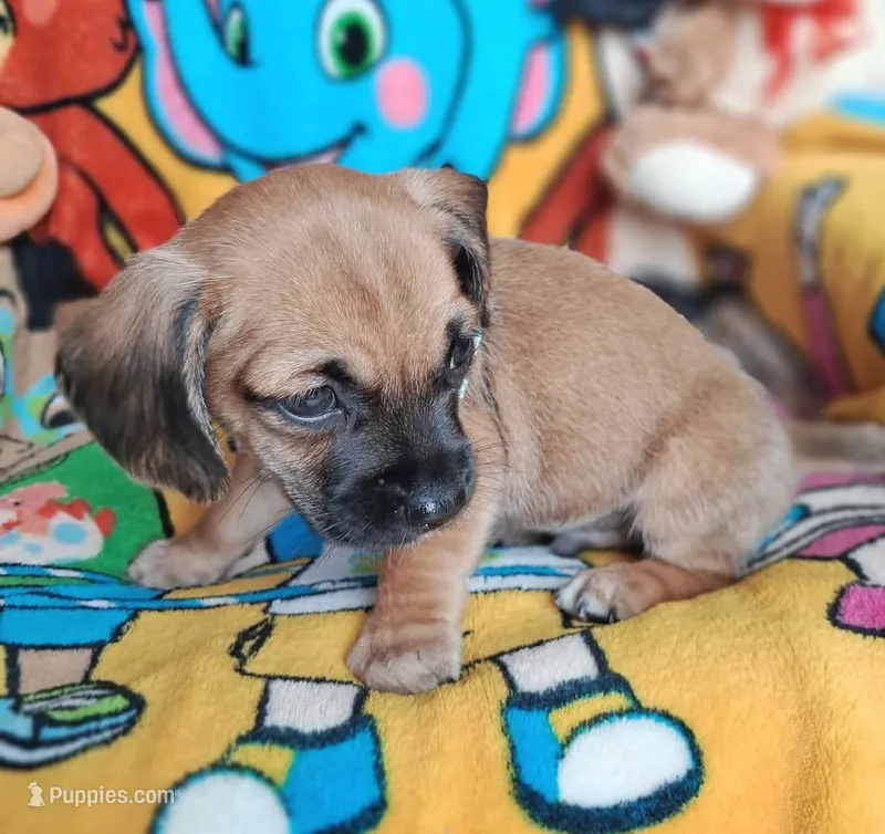 Tommy(2104290674), a male Chiweenie for sale in Devine, TX – 1 of 3